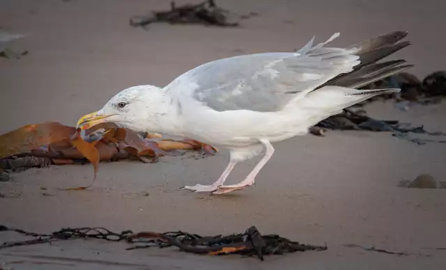 Photo Goéland argenté (Larus argentatus) #1