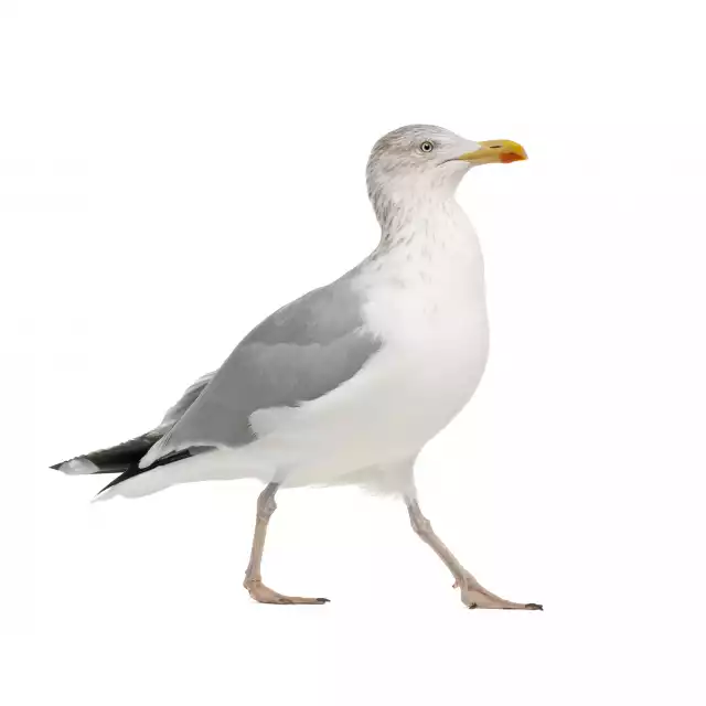 Goéland argenté (Larus argentatus)