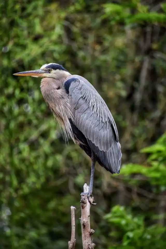 Photo Héron cendré (Ardea cinerea) #2