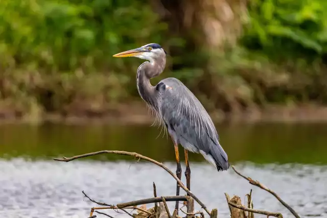 Photo Héron cendré (Ardea cinerea) #1