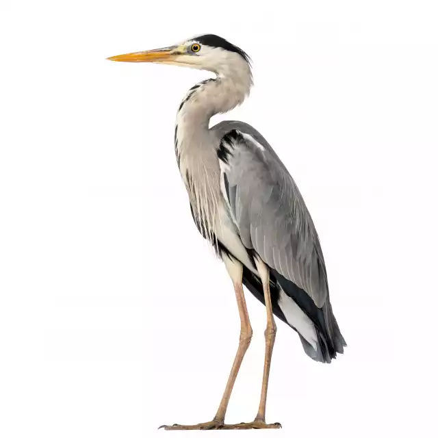 Héron cendré (Ardea cinerea)