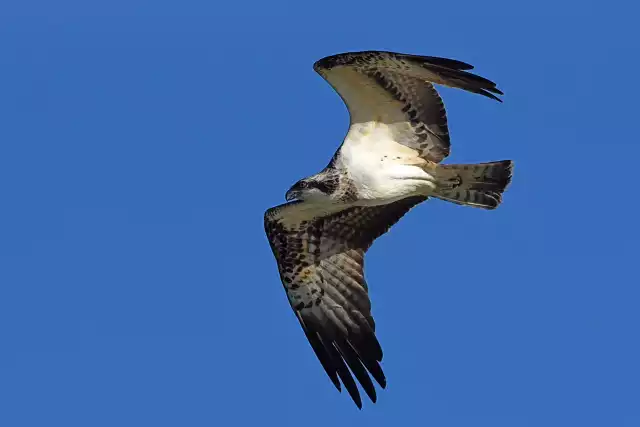 Photo Balbuzard pêcheur (Pandion haliaetus) #3