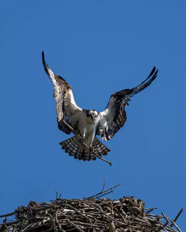 Photo Balbuzard pêcheur (Pandion haliaetus) #2