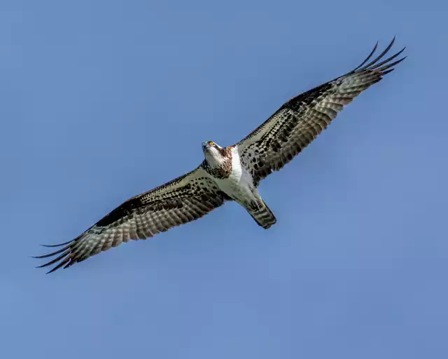 Photo Balbuzard pêcheur (Pandion haliaetus) #1