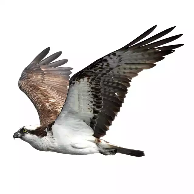 Balbuzard pêcheur (Pandion haliaetus)