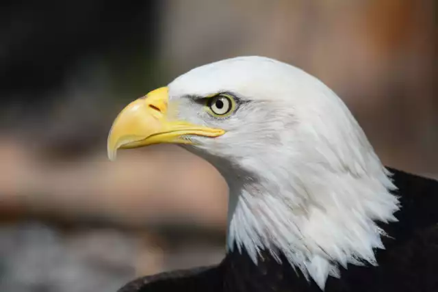 Photo Pygargue à tête blanche (Haliaeetus leucocephalus) #1