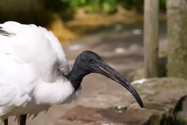 Photo Ibis Sacré (Threskiornis aethiopicus) #2