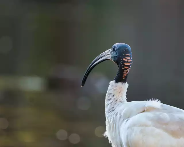 Photo Ibis Sacré (Threskiornis aethiopicus) #1