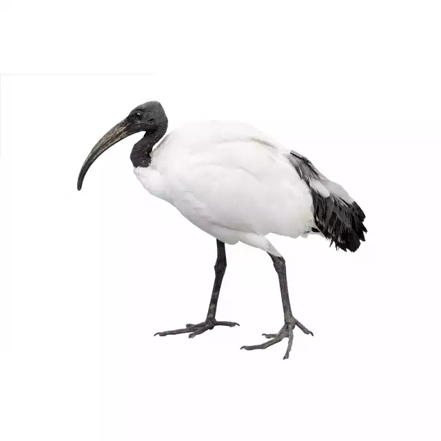 Ibis Sacré (Threskiornis aethiopicus)