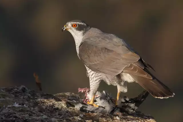 Photo Autour des palombes (Accipiter gentilis) #3