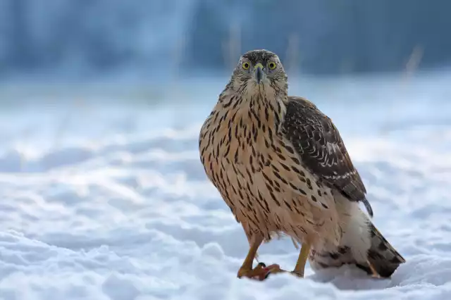 Photo Autour des palombes (Accipiter gentilis) #2