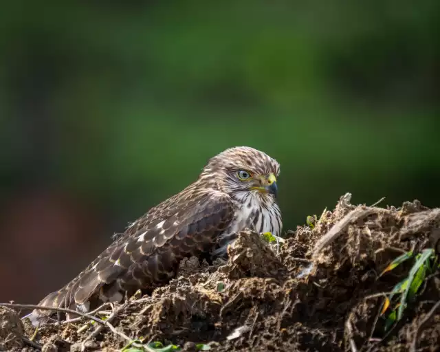 Photo Autour des palombes (Accipiter gentilis) #1