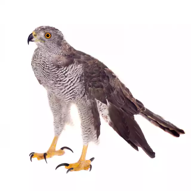 Autour des palombes (Accipiter gentilis)