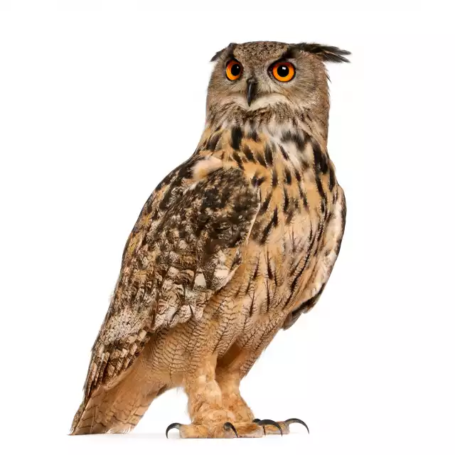 Grand-duc d'Europe (Bubo bubo)