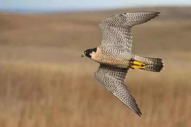 Faucon pèlerin (Falco peregrinus)