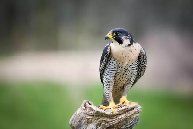 Faucon pèlerin (Falco peregrinus)
