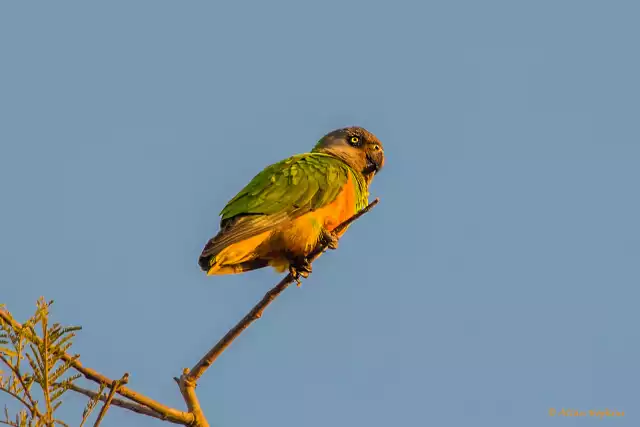 Photo Youyou du Sénégal (Poicephalus senegalus) #2