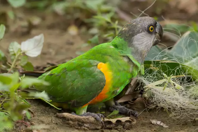 Photo Youyou du Sénégal (Poicephalus senegalus) #1