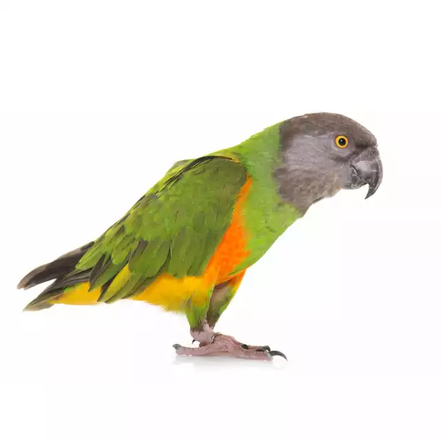 Youyou du Sénégal (Poicephalus senegalus)