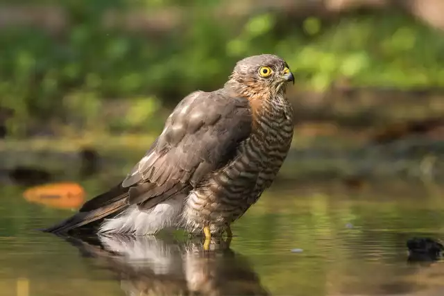 Photo Épervier d'Europe (Accipiter nisus) #2