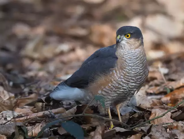 Photo Épervier d'Europe (Accipiter nisus) #1