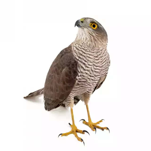 Épervier d'Europe (Accipiter nisus)