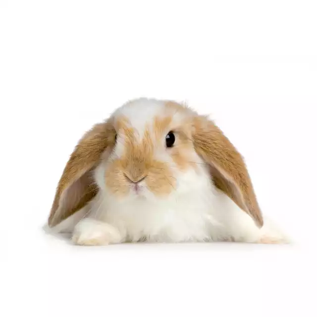 Lapin nain Bélier