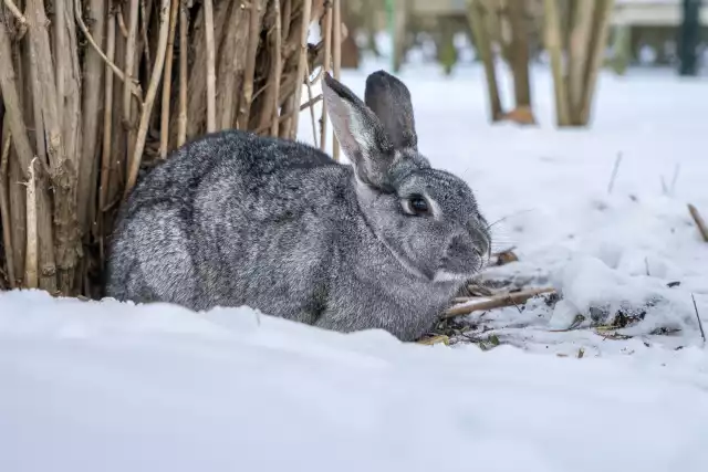 Photo Lapin chinchilla #1