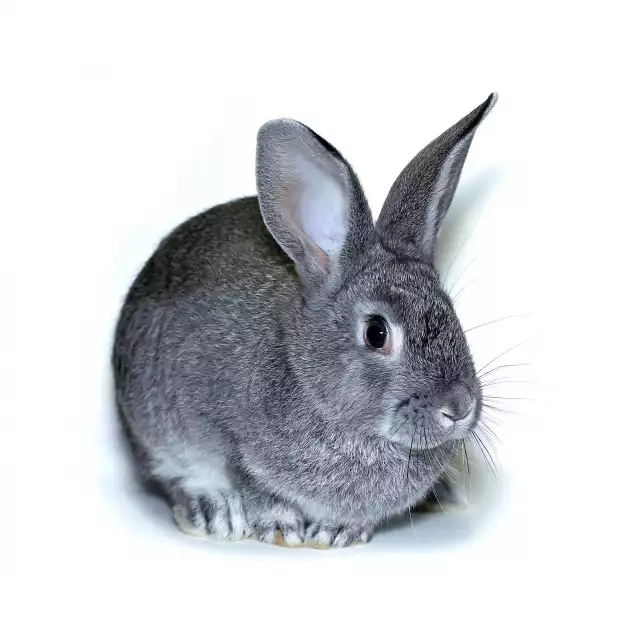 Photo Lapin chinchilla