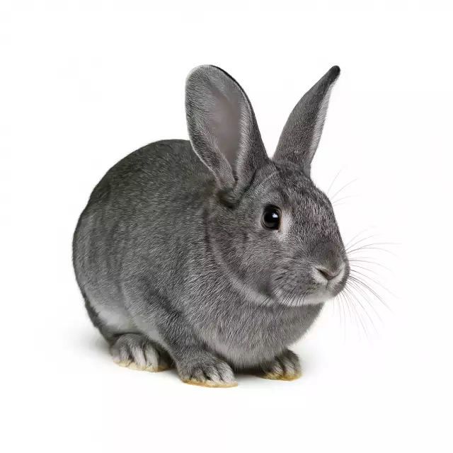 Lapin chinchilla