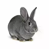 Photo Lapin chinchilla