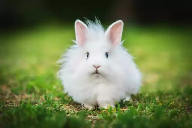 Photo Lapin nain angora #1