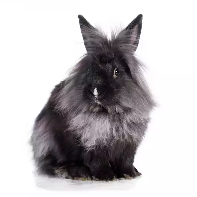 Photo Lapin nain angora