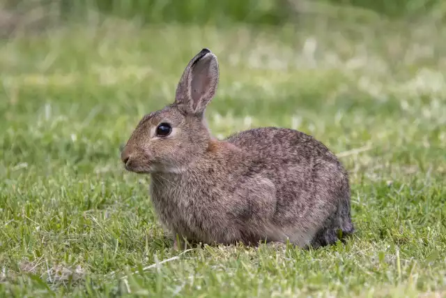 Photo Lapin de Garenne (Oryctolagus cuniculus) #2