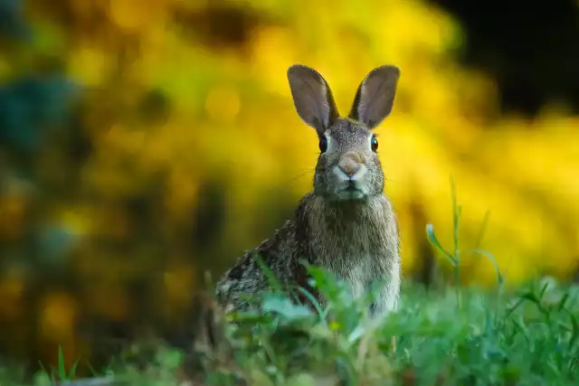 Photo Lapin de Garenne (Oryctolagus cuniculus) #1