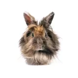 Photo Lapin nain tête de lion