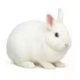 Photo Lapin blanc de Vienne