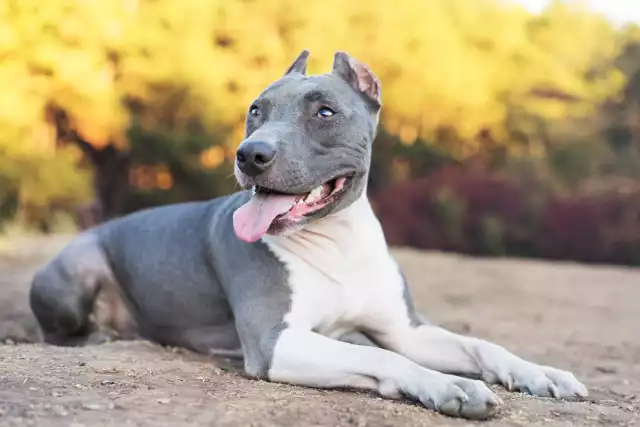Photo American Staffordshire Terrier #4