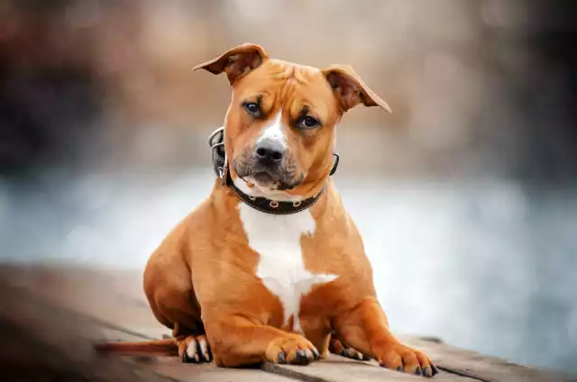 Photo American Staffordshire Terrier #2