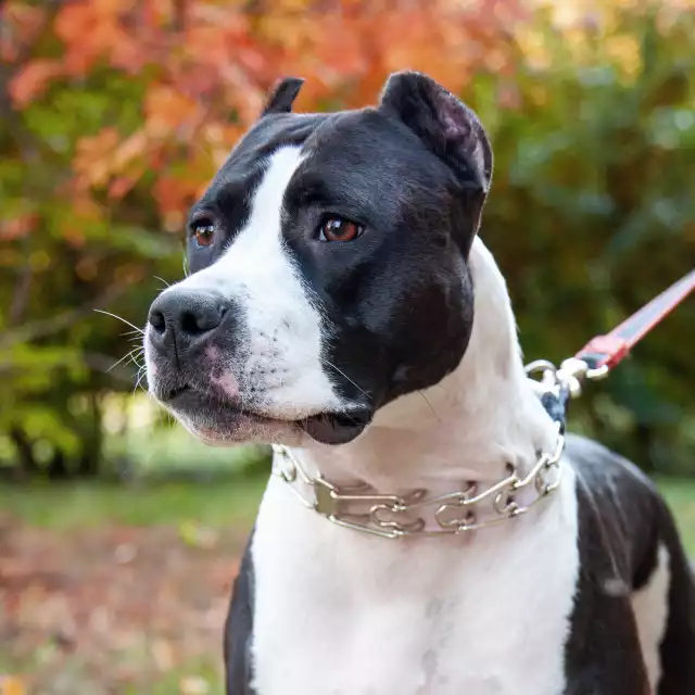 Photo American Staffordshire Terrier #2