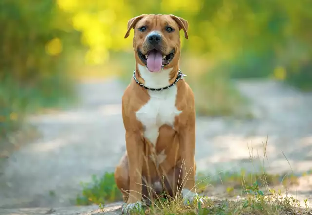Photo American Staffordshire Terrier #1