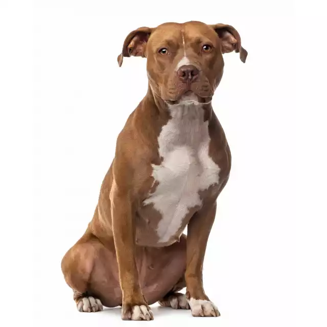 American Staffordshire Terrier