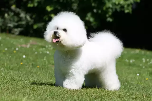 Photo Bichon à poil frisé #3