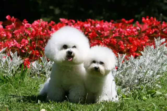 Photo Bichon à poil frisé #2