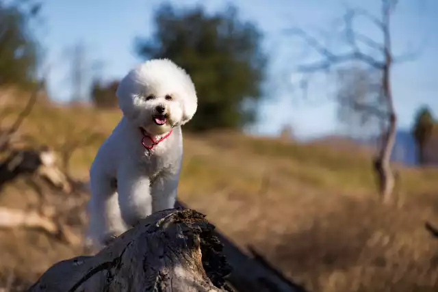 Photo Bichon à poil frisé #1