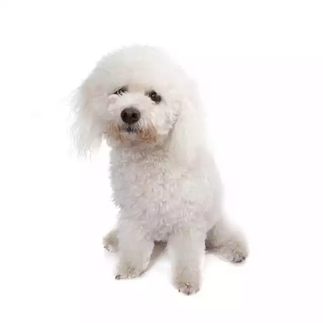 Bichon à poil frisé