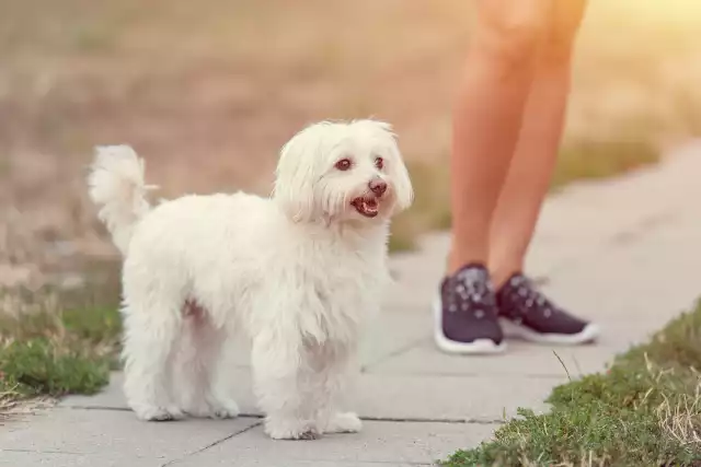 Photo Bichon Bolonais #2