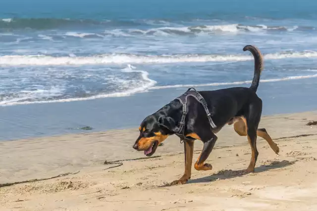 Photo Black and Tan Coonhound #3