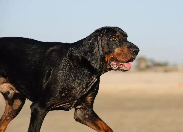 Photo Black and Tan Coonhound #2