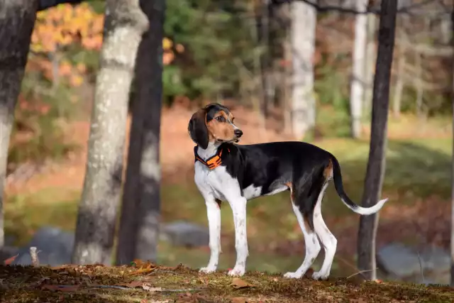 Photo Black and Tan Coonhound #1